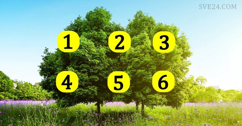 Drvo tvojih najvecih zelja:  Izaberi jedan broj i saznaj hoce li ti se zelja ostvariti…