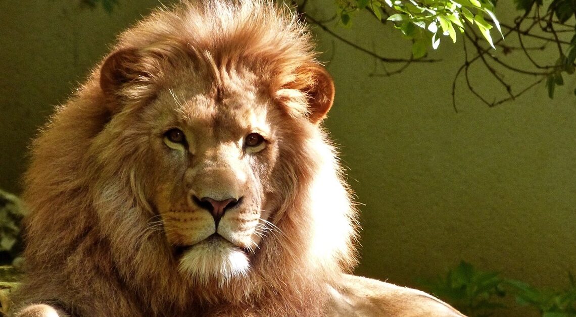 LAV JE PRAVI PRIJATELJ, DOBRONAMJERAN I VRIJEDAN: Lav zauzima posebno mjesto! LAV JE PRAVI PRIJATELJ, DOBRONAMJERAN I VRIJEDAN: Lav zauzima posebno mjesto!