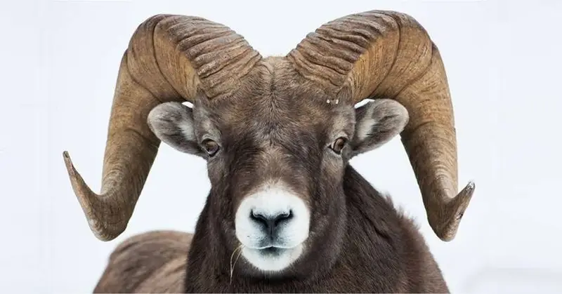 OVAN je znak koji će vam DATI SVE, pa čak i svoj ŽIVOT ako mu dokažete da ga VOLITE! OVAN je znak koji će vam DATI SVE, pa čak i svoj ŽIVOT ako mu dokažete da ga VOLITE!