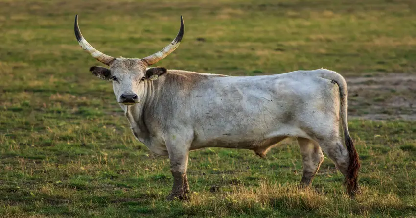 BIK je MUDAR i STRPLJIV, moze SVE sto POZELI i UME da se IZBORI za ono sto mu TREBA ZA SRECU! BIK je MUDAR i STRPLJIV, moze SVE sto POZELI i UME da se IZBORI za ono sto mu TREBA ZA SRECU!