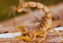 Veliki horoskop za Škorpije do 15. novembra: Saznaj šta te očekuje!