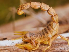 Veliki horoskop za Škorpije do 15. novembra: Saznaj šta te očekuje!